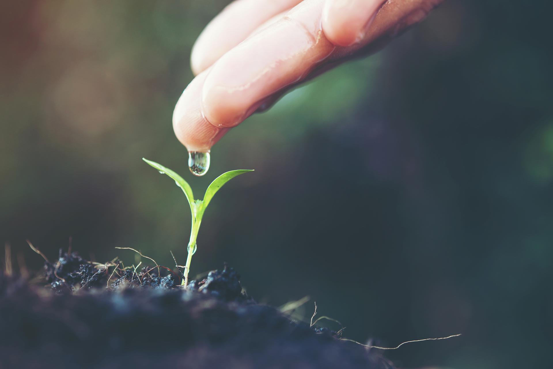 seedling-new-baby-forest-spring